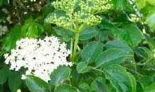 Elderflower herbal remedy